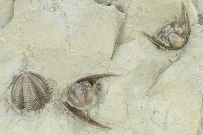 Plate of Partial Trilobite (Kaskia) Fossils - Illinois #251245